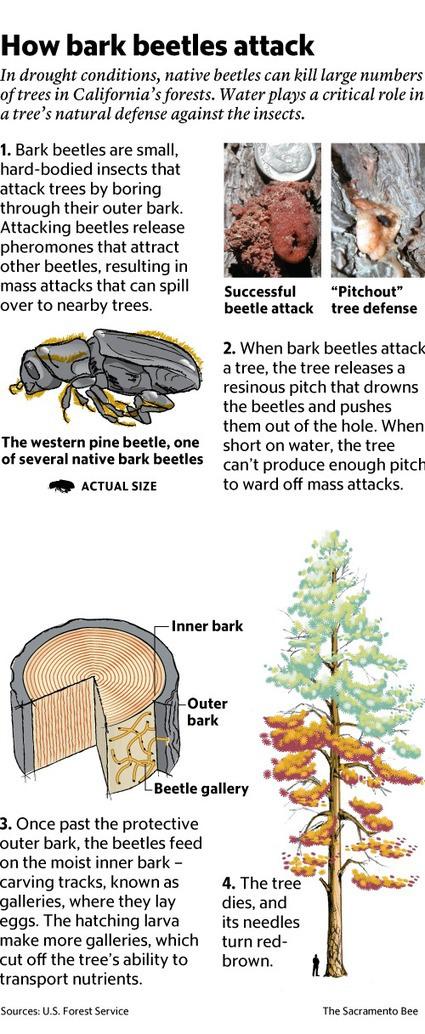 Drought, beetles preying on weakened California forests | The Sacramento Bee