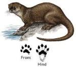 Arizona #Endangered Species: River Otters tracks