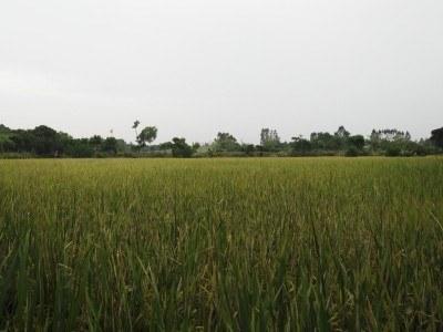 Kaiping Diaolou Tour: Zili Village, Guangdong Province, China Fields by Zili