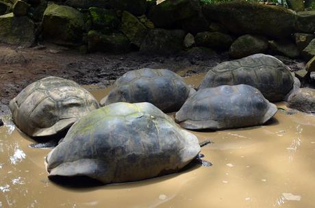 What I love about cruising Seychelles pigs in mud