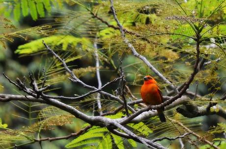 What I love about cruising Seychelles orange bird