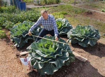 giant cabbage plant