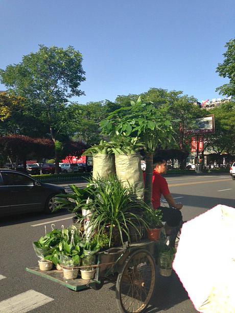 “Mad Max” Scenes! The School Run in China! School Run Plants