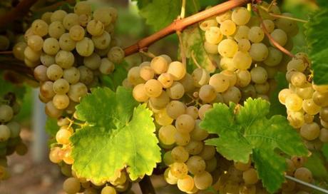 Top 10 Rare and Very Unusual Grapes Top 10 Rare and Very Unusual Grapes