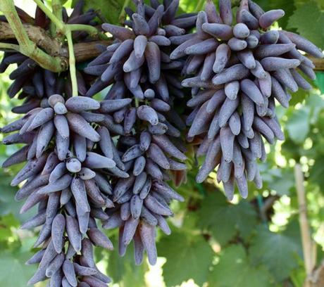 Top 10 Rare and Very Unusual Grapes Top 10 Rare and Very Unusual Grapes