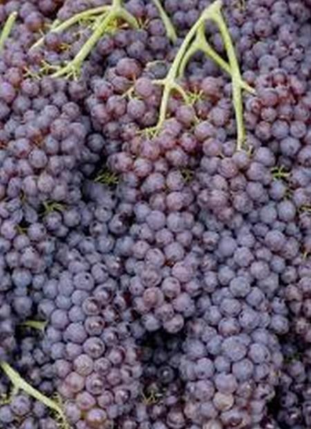 Top 10 Rare and Very Unusual Grapes Top 10 Rare and Very Unusual Grapes