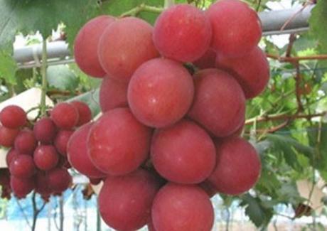 Top 10 Rare and Very Unusual Grapes Top 10 Rare and Very Unusual Grapes