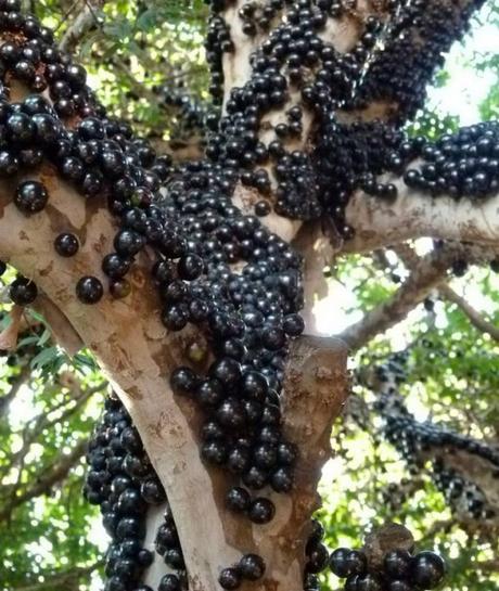 Top 10 Rare and Very Unusual Grapes Top 10 Rare and Very Unusual Grapes