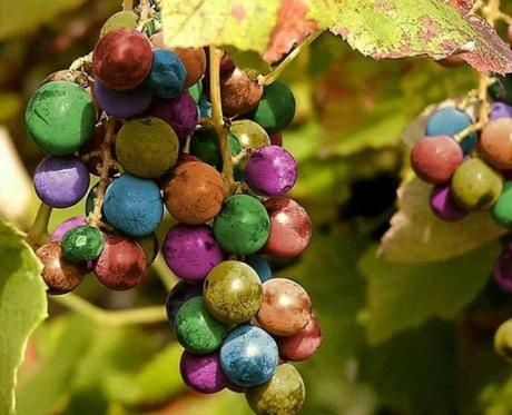 Top 10 Rare and Very Unusual Grapes Top 10 Rare and Very Unusual Grapes