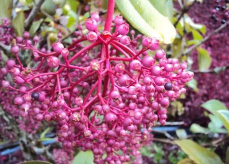 Top 10 Rare and Very Unusual Grapes Showy Asian Grapes