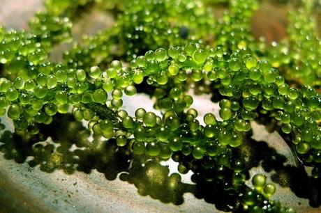 Top 10 Rare and Very Unusual Grapes Top 10 Rare and Very Unusual Grapes