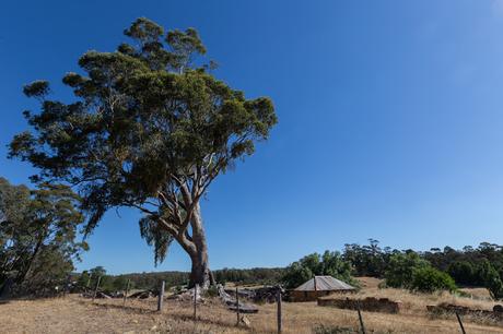 large tree next to goldfields track