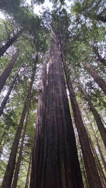 Redwood-Trees