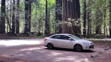 Redwoods-Forest