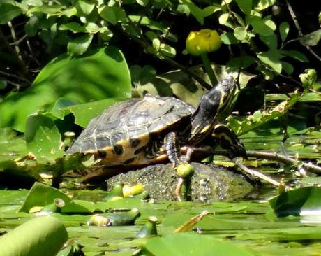 Abandoned Terrapin Amazes Experts after Surviving 25 Years Abandoned Terrapin Amazes Experts after Surviving 25 Years