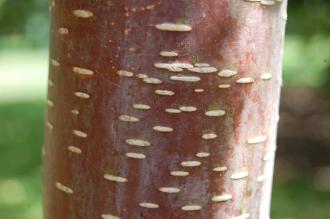 Betula utilis Bark (18/07/2015, Kew Gardens, London)