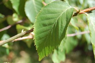 Betula utilis Bark Leaf (18/07/2015, Kew Gardens, London)