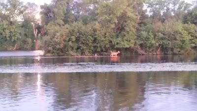 Sunrise + Deer Swimming