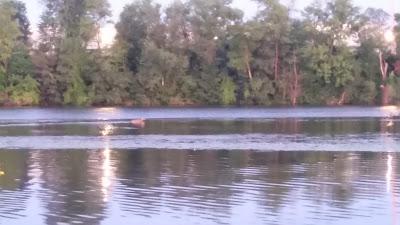 Sunrise + Deer Swimming