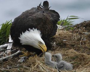 Bald-Eagle-And-Babies