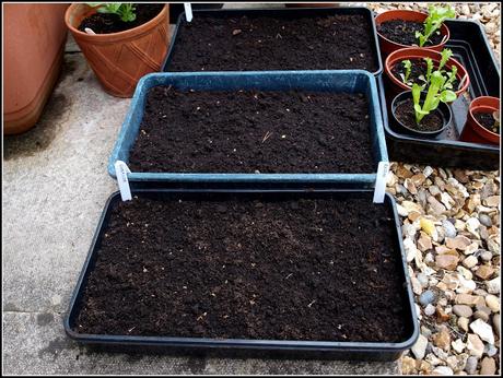 Seeds from the Czech Republic Seeds from the Czech Republic