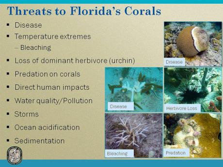 threat-florida-corals