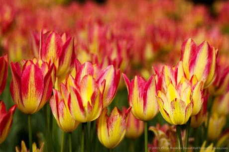 Pink and Yellow Tulips © 2015 Patty Hankins