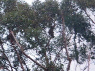 100 Places I Backpacked Through That You’ve Never Heard Of, in Australia Koala bears at Grey River, Victoria