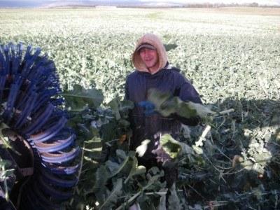 100 Places I Backpacked Through That You’ve Never Heard Of, in Australia Broccoli Harvesting in Poatina, Tasmania