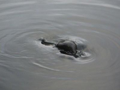 100 Places I Backpacked Through That You’ve Never Heard Of, in Australia A duck billed platypus