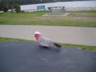 100 Places I Backpacked Through That You’ve Never Heard Of, in Australia A pretty bird on my car bonnet in Narooma