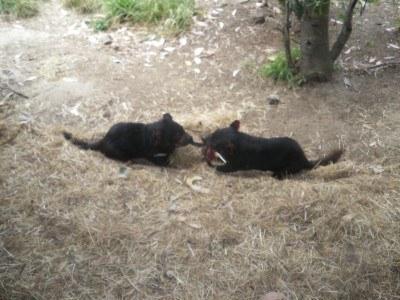 100 Places I Backpacked Through That You’ve Never Heard Of, in Australia Tasmanian Devils have a tug of war