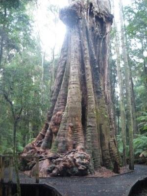 100 Places I Backpacked Through That You’ve Never Heard Of, in Australia Massive tree at Dip Falls