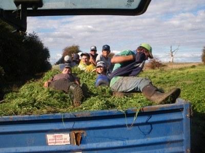 100 Places I Backpacked Through That You’ve Never Heard Of, in Australia Epic day of cabbage patch weeding in Carrick. Oh the memories.