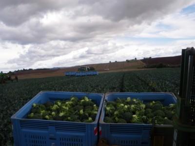 100 Places I Backpacked Through That You’ve Never Heard Of, in Australia Broccoli Farming in East Sassafras, Northern Tasmania