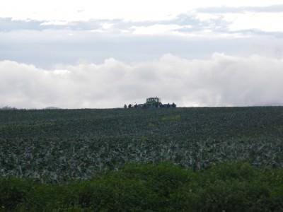 100 Places I Backpacked Through That You’ve Never Heard Of, in Australia The hill which the tractor disappeared over into further broccoli wilderness in East Sassafras, Tasmania