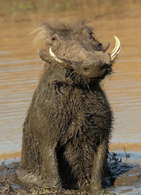 top-10-dirty-animals-covered-in-mud-paperblog