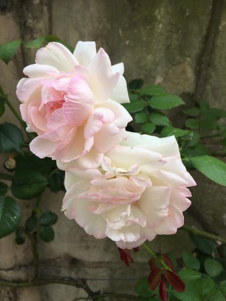 white pinkish rose