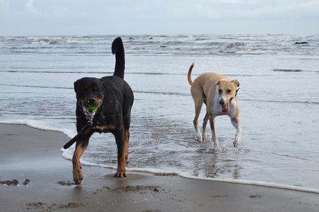 Lurcher and Rottweiler on the beach