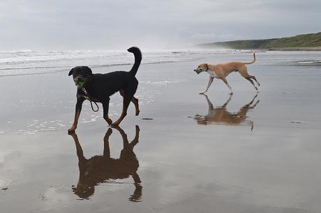 Lurcher and Rottweiler on the beach
