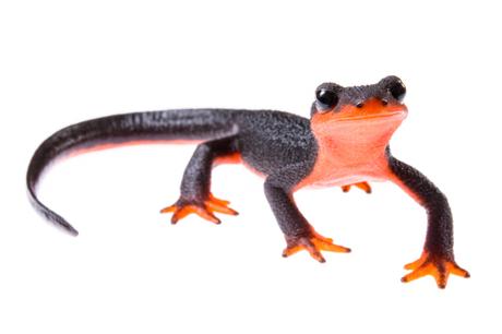 One of the hundreds of salamander species native to North America now threatened by an emerging disease (Photo: Tiffany Yap)