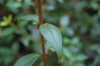 Ugni molinae Leaf (18/07/2015, Kew Gardens, London)