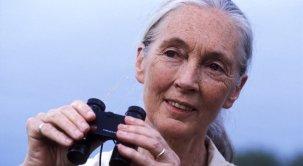 Jane Goodall Speaks Out On Outrageous Killing Of Lion