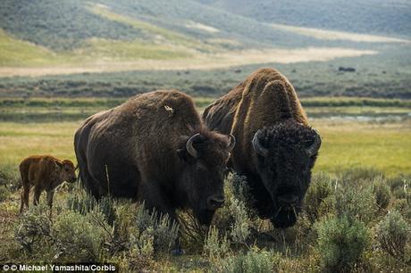 woman injured trying to get Selfie with bison at Yellowstone National Park