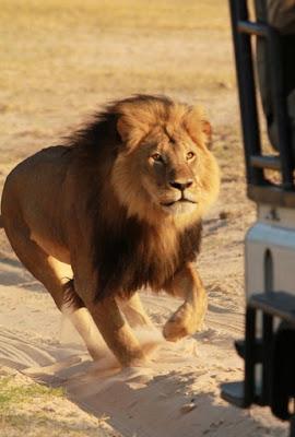 Animal psychic claims to have talked with Cecil, after it was killed !!!!!