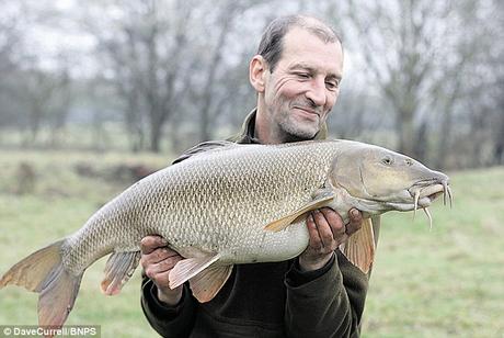 the 'big lady' barbel is killed by Otter, and anglers call for clampdown !