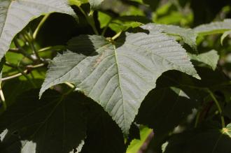Acer rufinerve Leaf (18/07/2015, Kew Gardens, London)