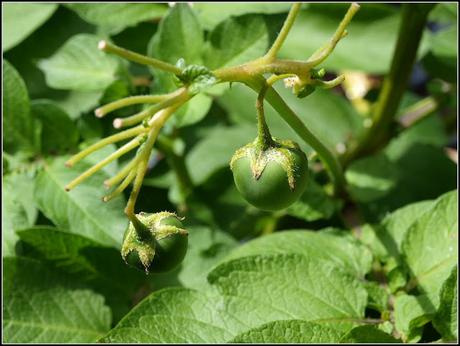 Potato seeds