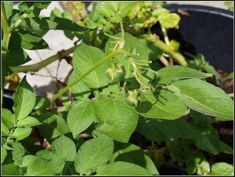 Potato seeds