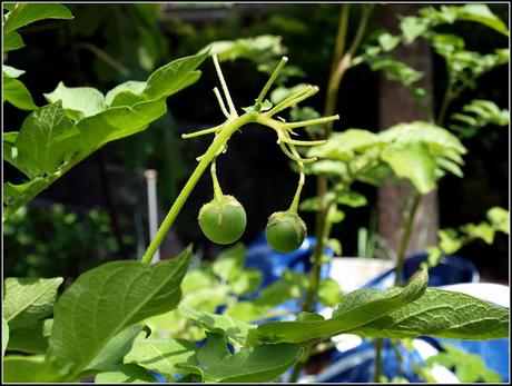 Potato seeds